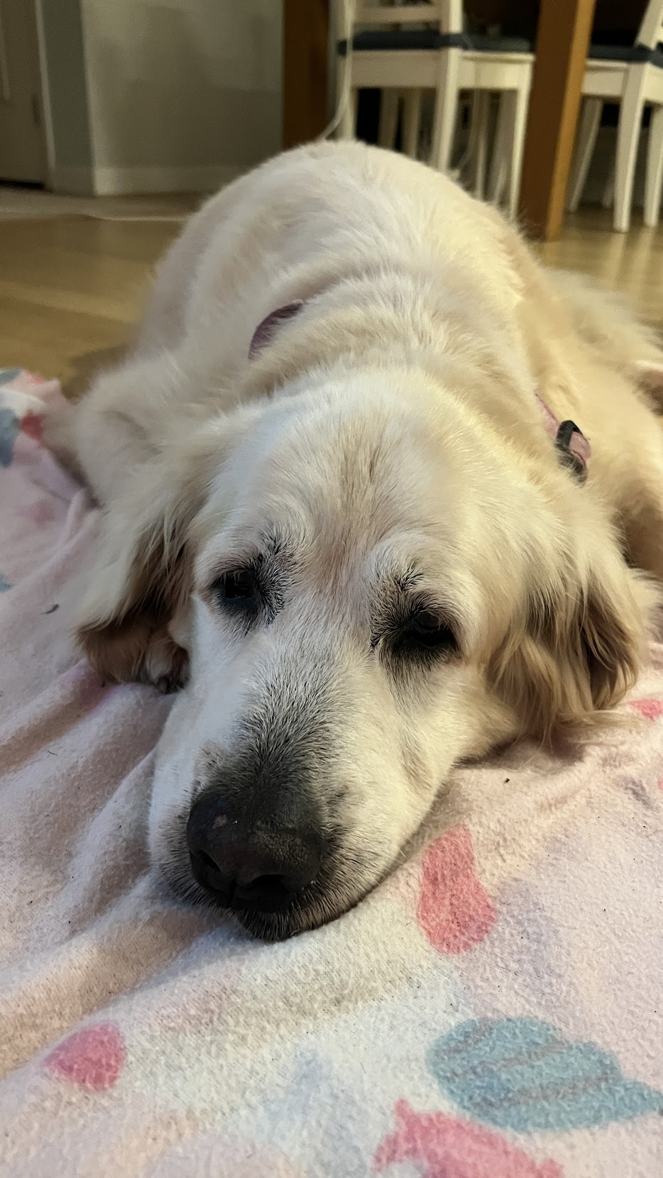 sally dog